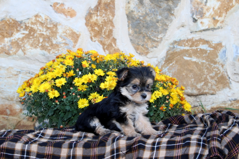 puppy, for, sale, Morkie, Matthew B. Stoltzfus, dog, breeder, Gap, PA, dog-breeder, puppy-for-sale, forsale, nearby, find, puppyfind, locator, puppylocator, aca